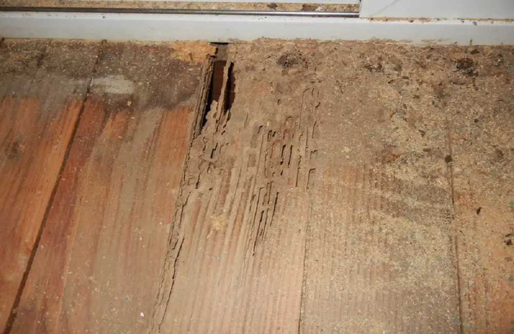 How to Get Rid Of Termites In Your Home
