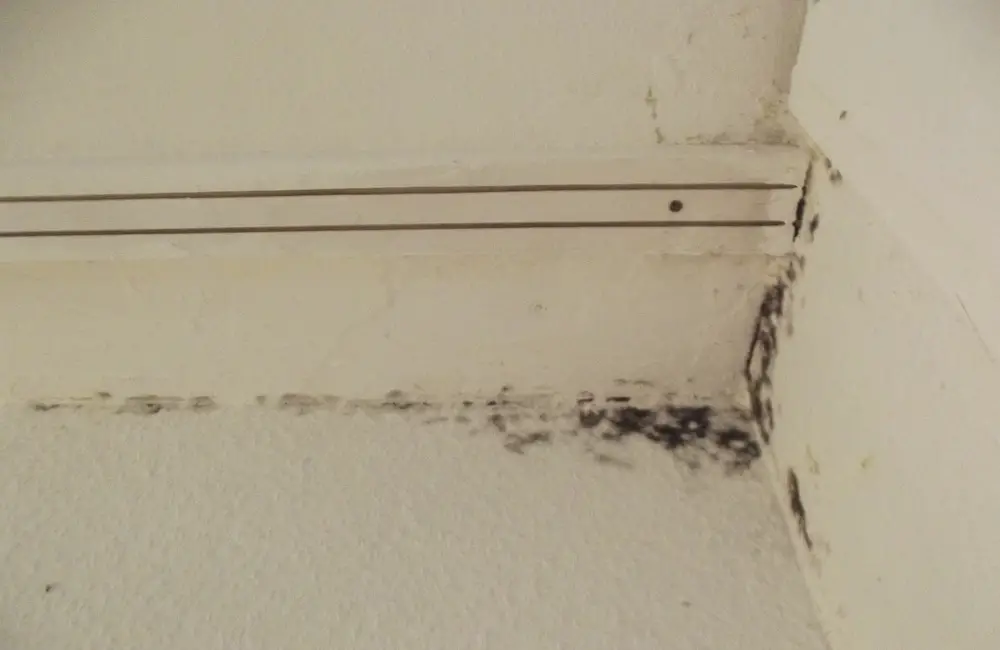 How To Remove Mold From Caulk